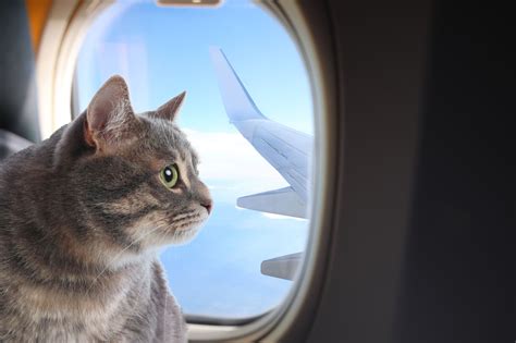 楽天トラベルエクスペリエンス：なぜ猫は飛行機に乗らないのか？